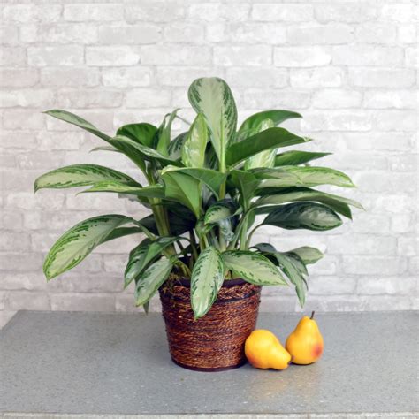 15 Best Low Light Indoor Plants