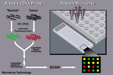 Dna Chips Genes To Disease - Captions Update Trendy