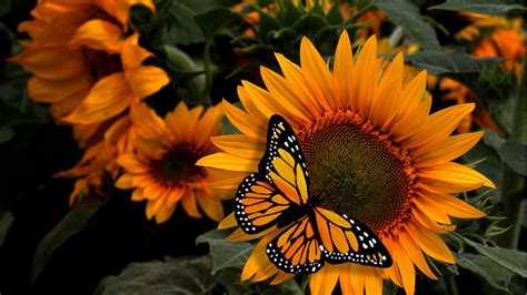 🔥 Free Download 0sunflower Butterfly Wallpaper Flores Do Sol by ...