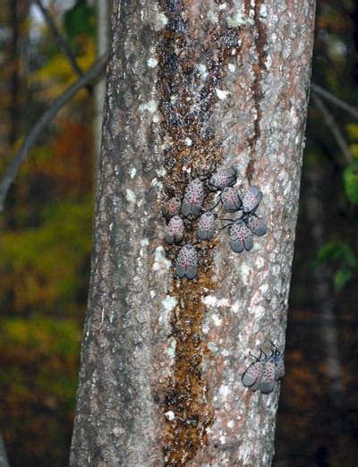 blog-spotted-lanternfly-damage - Organic Plant Care LLC | Tree Service ...