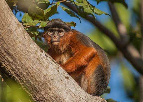 Colobus Monkeys: A Guide to Appearance and Behavior – The Safari World