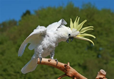 The moves of a dancing cockatoo are coordinated and not random - Earth.com