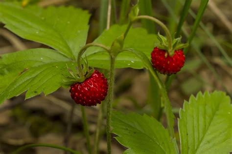 20 Edible and Non-Edible Red Berries You Need to Know - Smart Garden ...