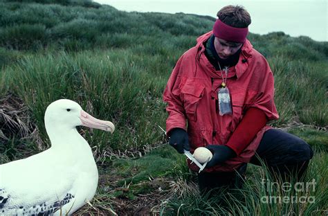 Wandering Albatross Breeding Research Photograph by British Antarctic ...