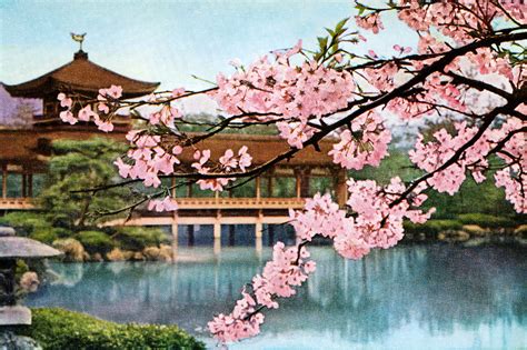 Japanese Cherry Blossoms and Shrine Wallpaper Mural | Wallsauce UK