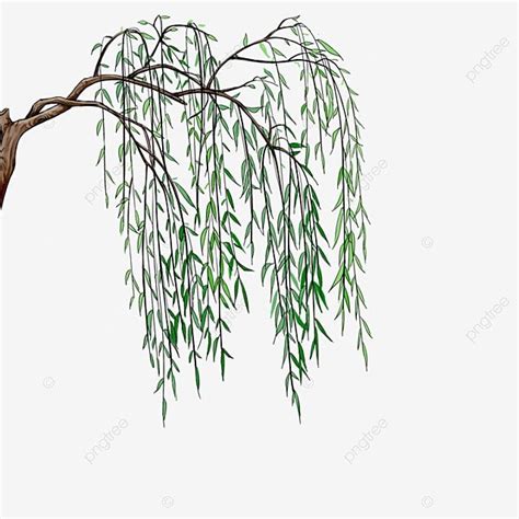 Realistic Willow Trees, Realistic, Willow, Trees PNG Transparent ...