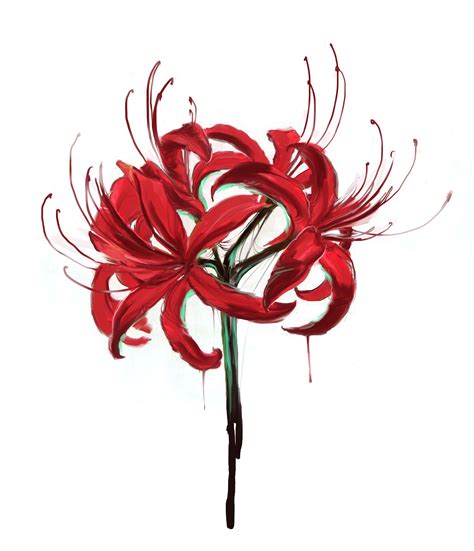 Red Spider Lily | Red spider lily, Lilies drawing, Flower drawing