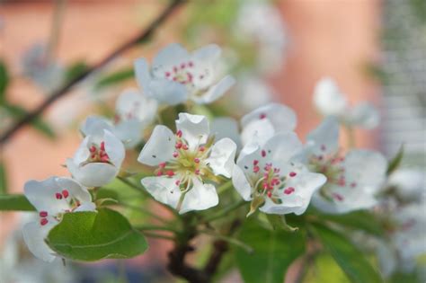 Pear Tree Blossoms Flowers - Free photo on Pixabay - Pixabay