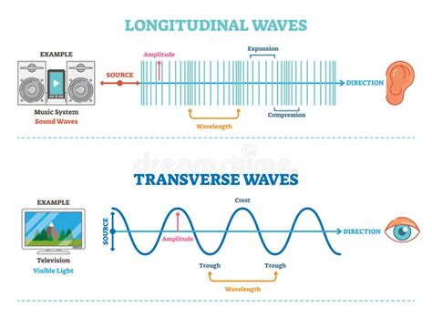 Longitudinal and Transverse Wave Type, Vector Illustration Scientific ...