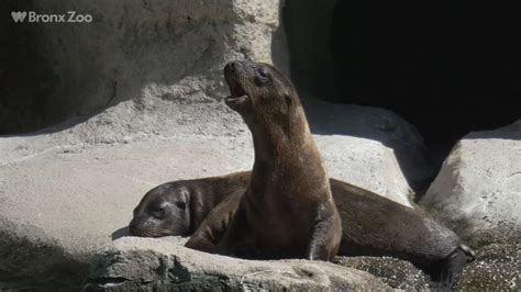 VIDEO: Bronx Zoo welcomes adorable sea lion pups - ABC13 Houston