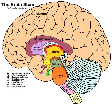 Human Brain Stem - | Brain stem, Human brain, Brain anatomy