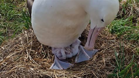 New Royal Cam chick joins busy albatross breeding season | Mirage News