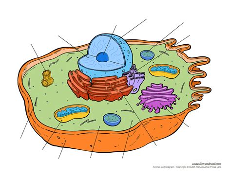 Animal Cell Unlabeled Diagram Images & Pictures - Becuo