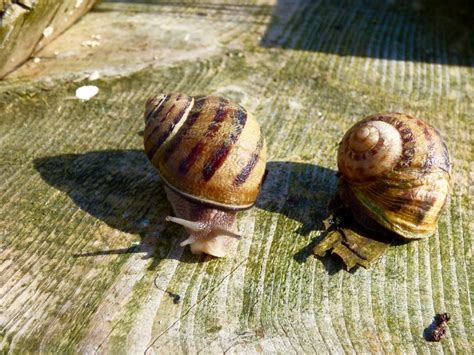 France: Escargot Farm – Travel2Unlimited