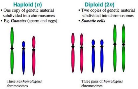 Diploid Vs Haploid Chromosomes Worksheet Answers - Printable Word Searches