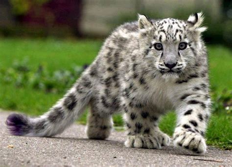 Cute snow leopard cub is on the prowl [Amazing Photo of the Day] | dotTech