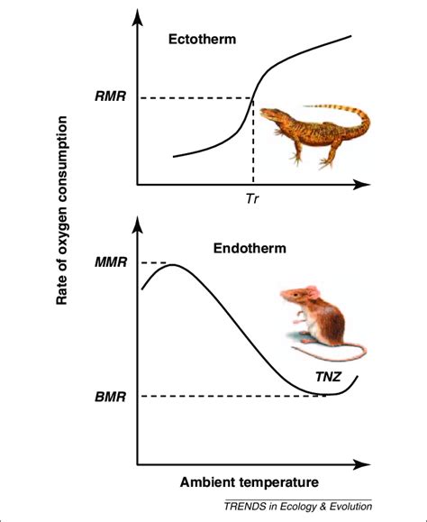 The relationship between rate of oxygen consumption (metabolic rate ...