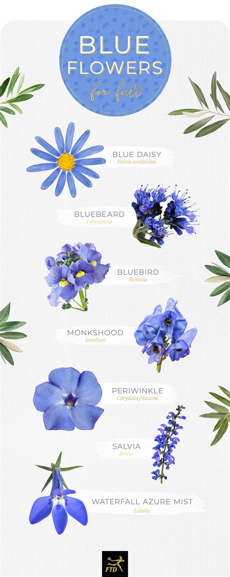 Bright Blue Flowers Names | Best Flower Site