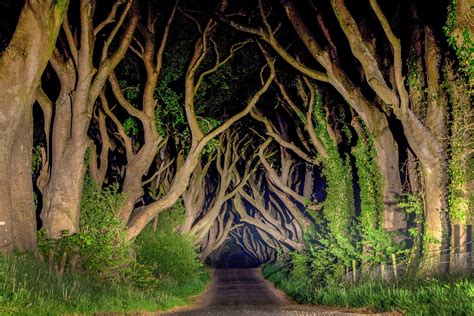 Dark Hedges at night - Jim Zuckerman photography & photo tours