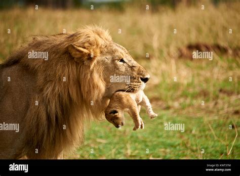 Lion cub with male lion hi-res stock photography and images - Alamy