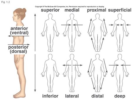 Organization of the Body | Anatomy and physiology, Physiology, Medical ...