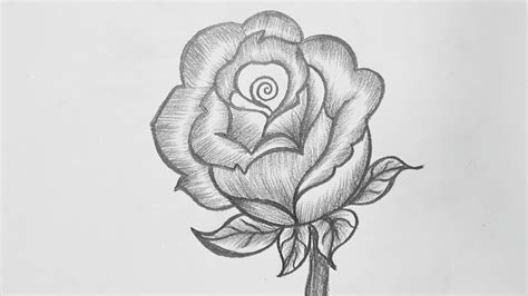 Pencil Drawing Rose Flower || How To Draw Rose Pencil Drawing || Easy ...