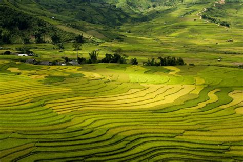 Sapa Rice Fields, Vietnam - Debongo