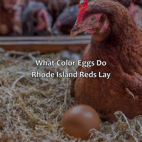 What Color Eggs Do Rhode Island Reds Lay - Branding Mates