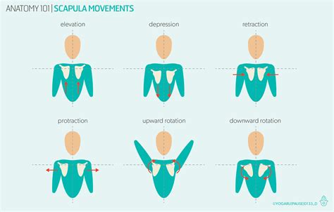 Anatomy 101 - the shoulders — YOGARU