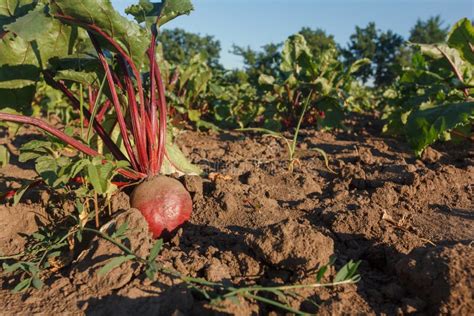 Sugar Beet in a Field. Rural Scene. Crop and Farming Stock Photo ...