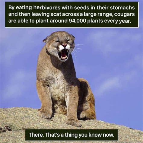 'Weird Animal Facts' Are Way Better Than Boring Human Facts