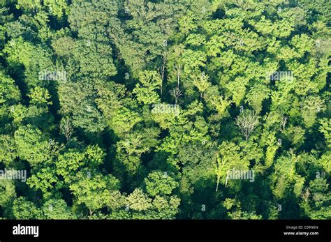 Aerial view of a deciduous forest near Freiburg im Breisgau, Baden ...