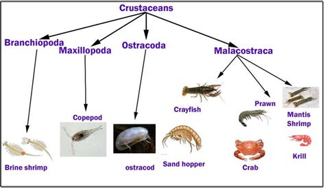 Examples Of Crustaceans