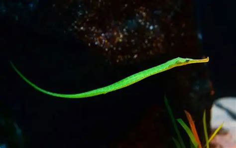 Pipefish - Facts, Size, Diet, Pictures - All Animal Facts