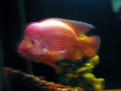 Complete Care Guide for Red Devil Cichlid: Habitat, Feeding, and ...