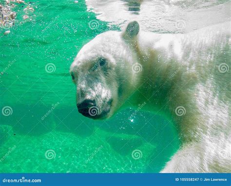 Polar Bear Underwater Stock Photos - Download 480 Royalty Free Photos