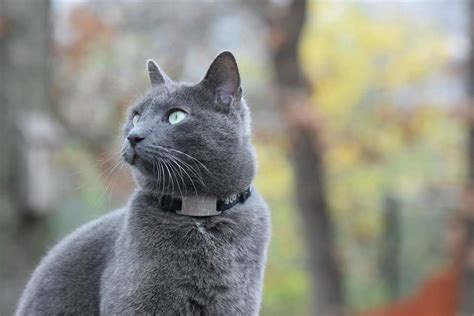 Russian blue: Cat breed characteristics & care