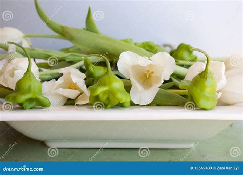 Pepper tulip salad stock image. Image of petals, tulips - 13669433