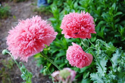 The Opium Poppy: A true garden Beauty.