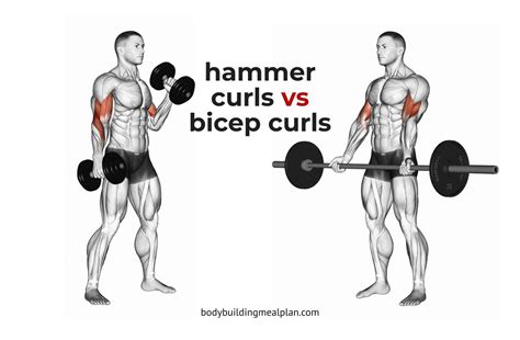 Bicep Curl Diagram