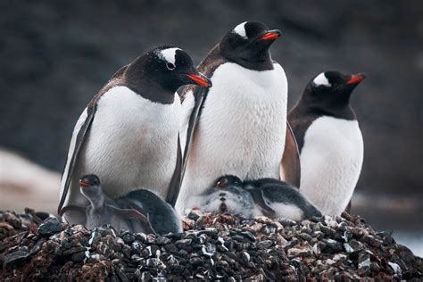 Wildlife - Antarctica