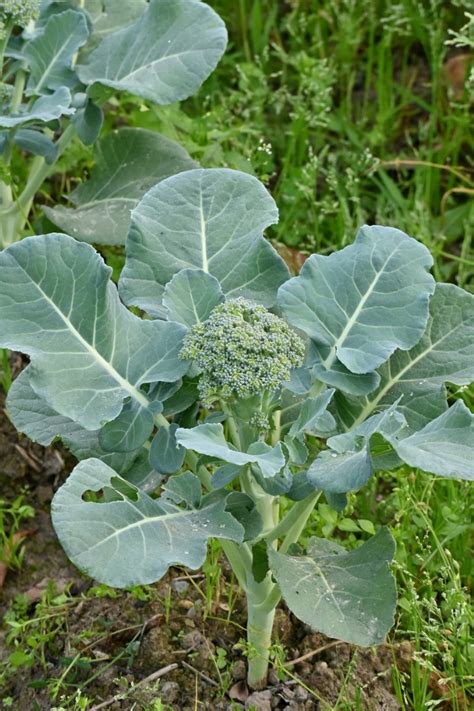 Harvesting Broccoli | How & When To Harvest Broccoli Like A Pro - THE SAGE