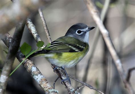 Blue-headed Vireo — Madison Audubon