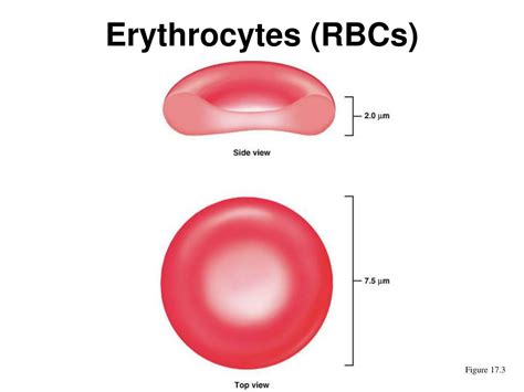 PPT - Erythrocytes (RBCs) PowerPoint Presentation, free download - ID ...