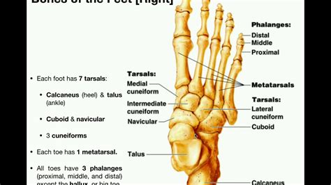 Anatomy Of The Ankle Bones