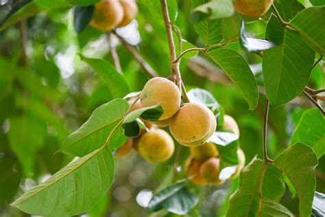 Santol fruit on summer in Thailand , ripe santol on the santol tree ...