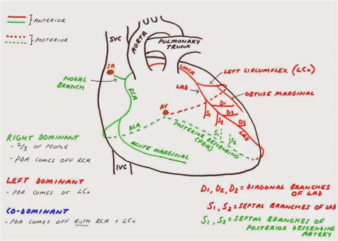 Hunting the Culprit 2: Coronary Artery Anatomy - Ponder Med