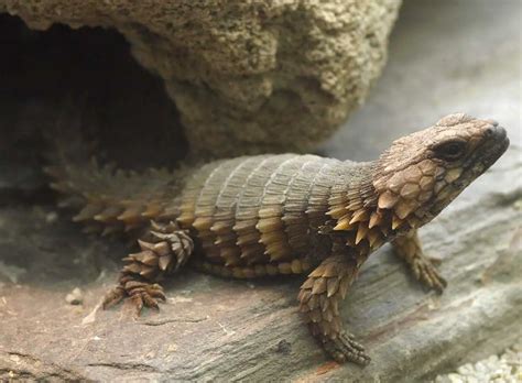 Armadillo lizard rolling - bonlasopa