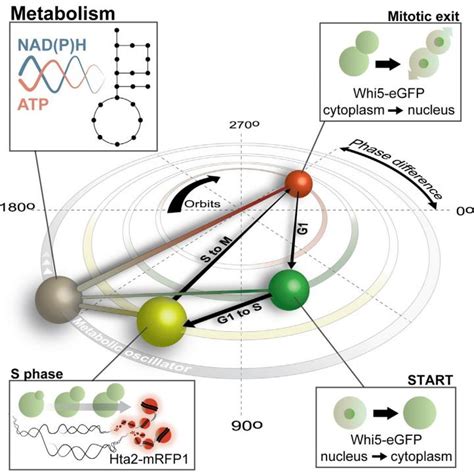 New research paper challenges dogma of cell c | EurekAlert!