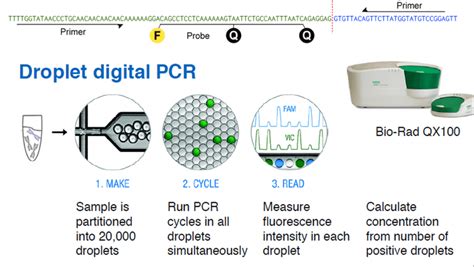 Droplet Digital PCR to Measure Tumor Load | Labcritics